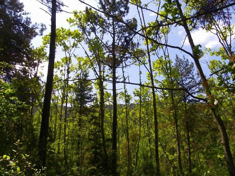 Som Rurals - SR-103 | Garrotxa