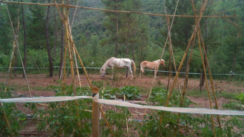 Som Rurals - SR-103 | Garrotxa