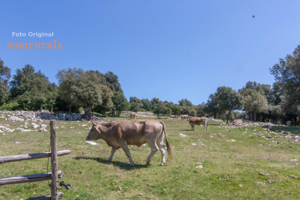 Som Rurals - SR-138 | Garrotxa