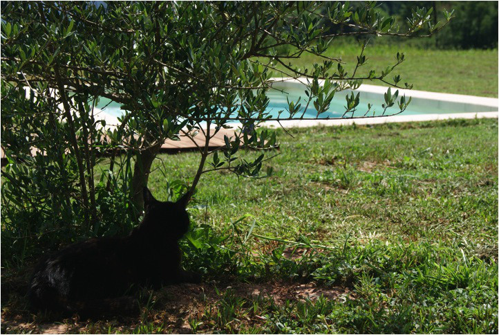 Som Rurals - SR-154 | Garrotxa