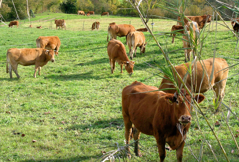 Som Rurals - SR-170 | Garrotxa