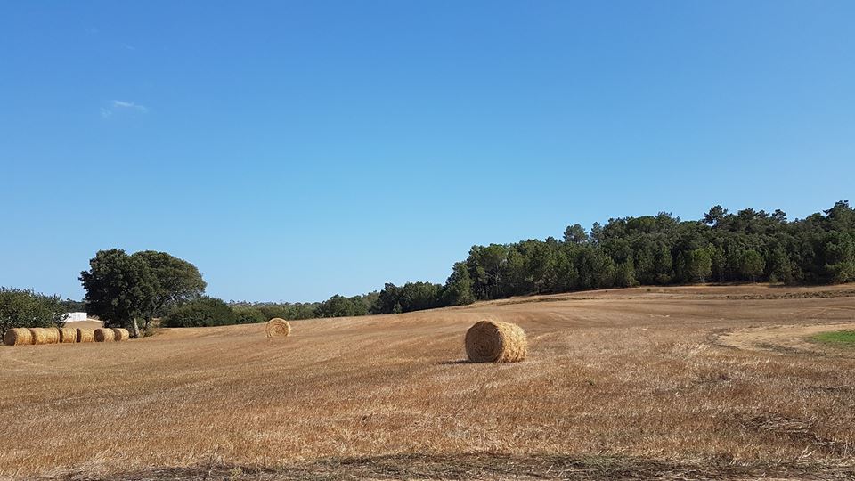 Som Rurals - SR-187 | Gironès