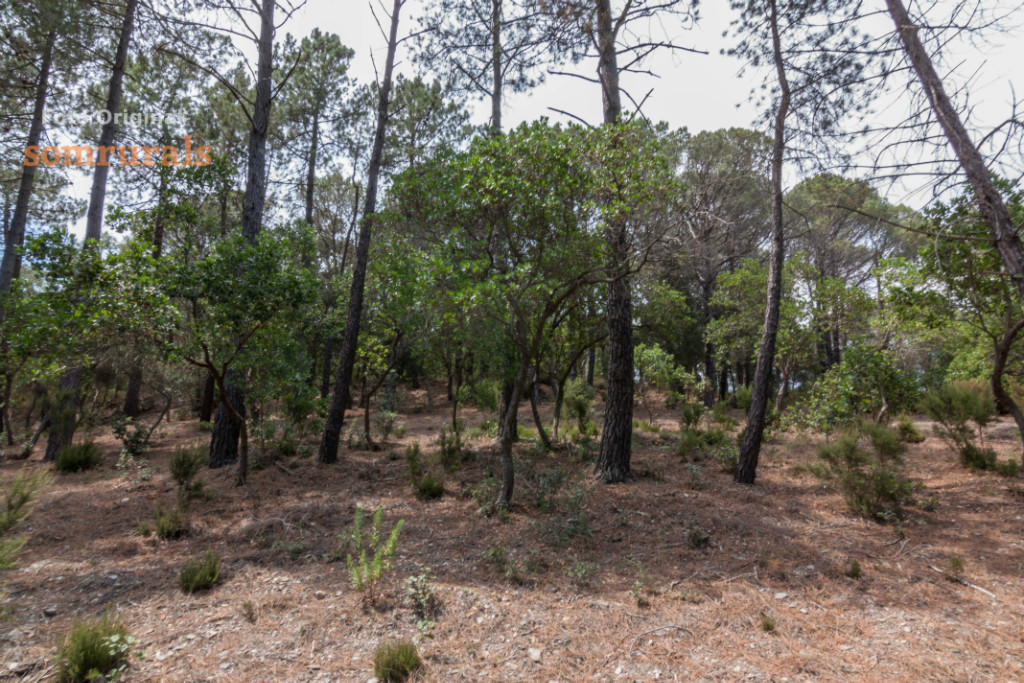 Som Rurals - SR-290 | Baix Empordà