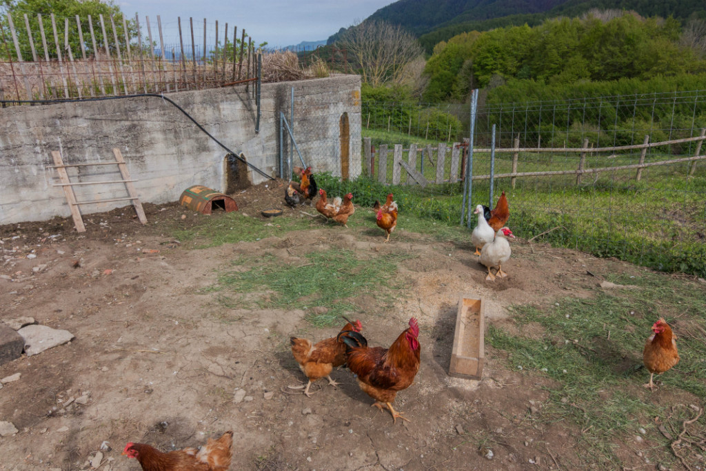 Som Rurals - SR-336 | Garrotxa