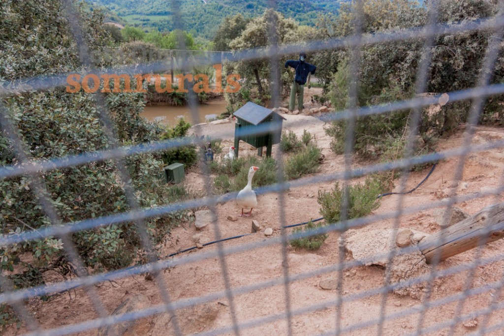 Som Rurals - SR-383 | Segarra