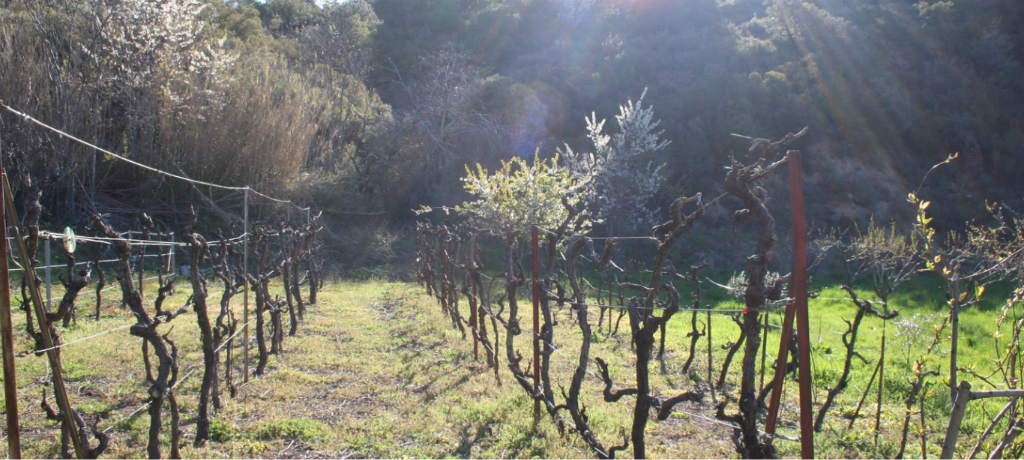 Som Rurals - SR - 489 | Pallars Jussà