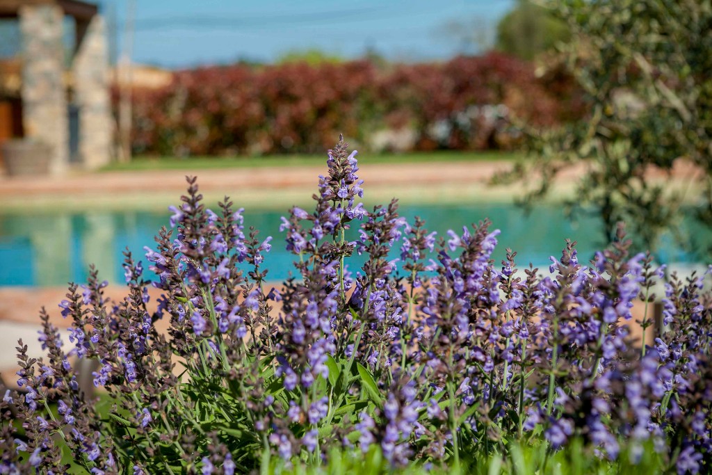 Som Rurals - SR - 492 | Baix Empordà