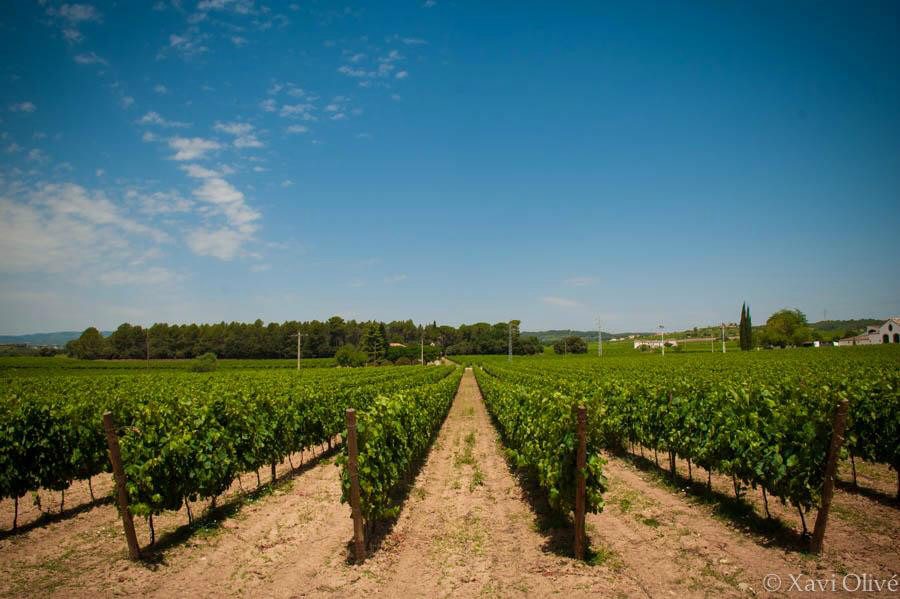 Som Rurals - SR - 514 | Alt Penedès