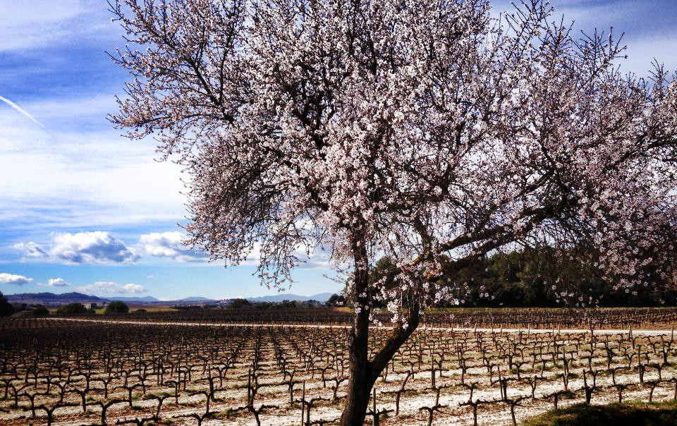 Som Rurals - SR - 514 | Alt Penedès