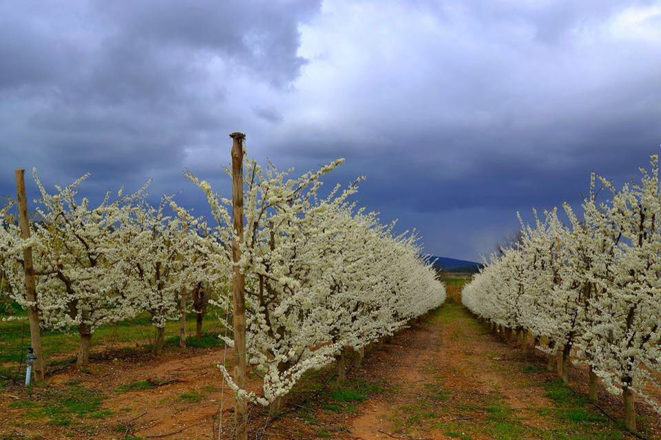 Som Rurals - SR - 514 | Alt Penedès