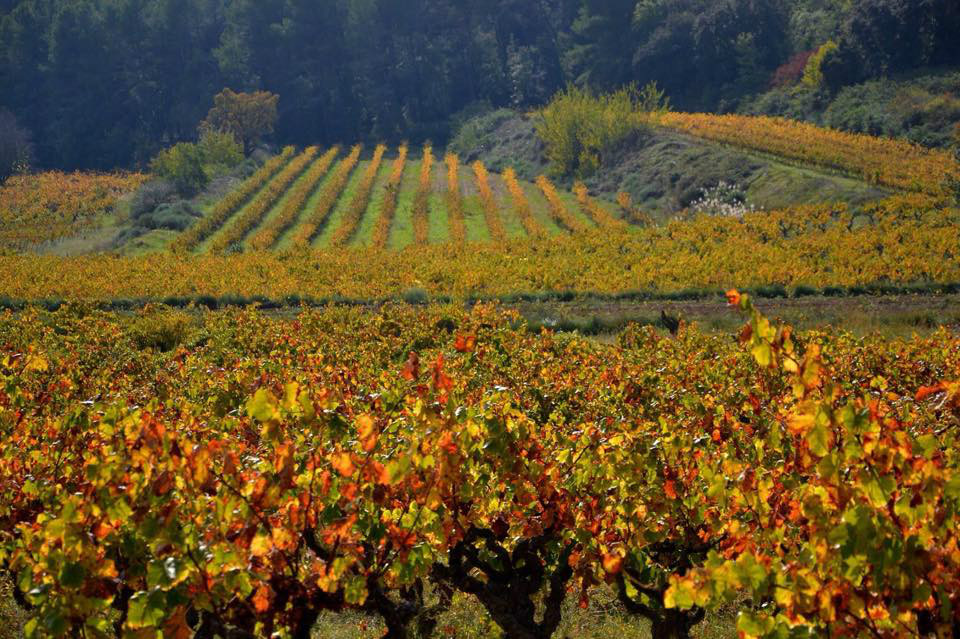 Som Rurals - SR - 514 | Alt Penedès