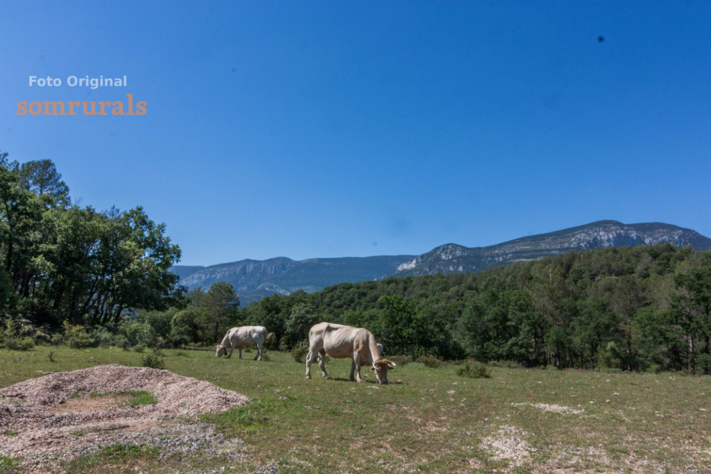 Som Rurals - SR - 521 | Solsonès