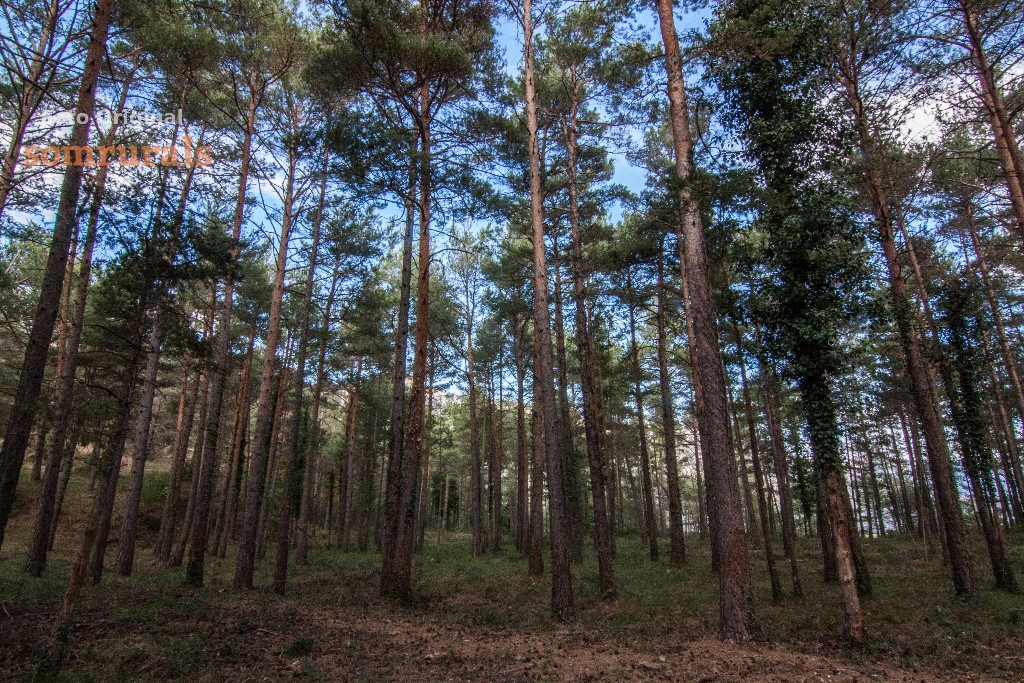 Som Rurals - SR-555 | Berguedà