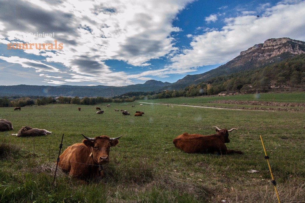 Som Rurals - SR-555 | Berguedà