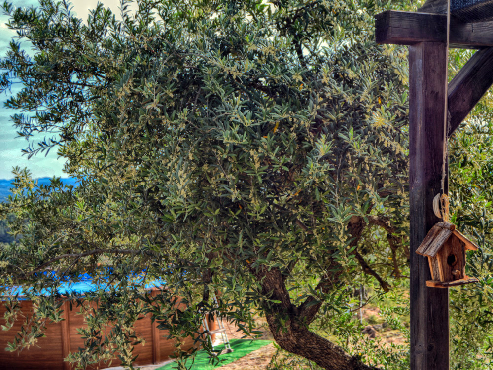 Som Rurals - SR-572 | Garrigues