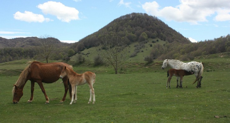 Som Rurals - SR-607 | Garrotxa