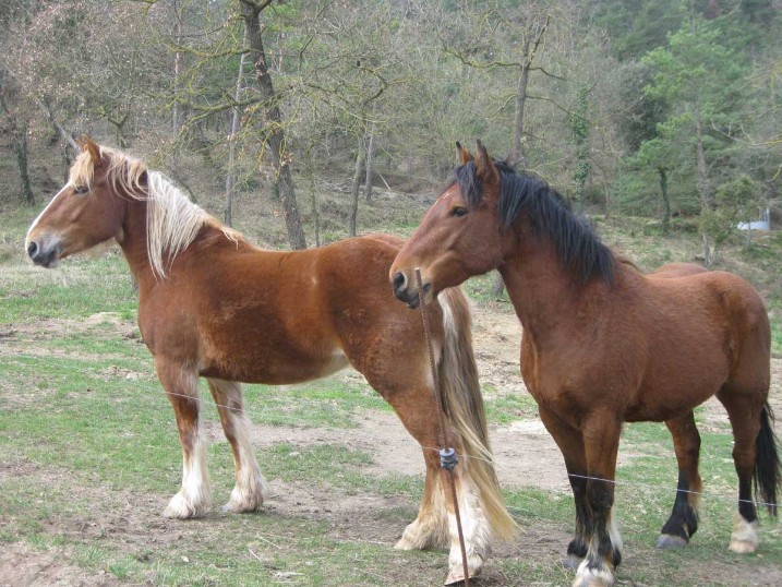 Som Rurals - SR - 635 | Osona
